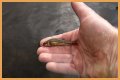 How long will minnows stay alive?