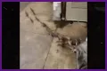 Rats Run Out From Under Homeless Person's Blanket on NYC Subway Platform